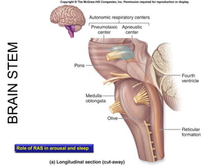 Neuroanatomy | PDF