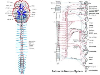 Neuroanatomy | PDF