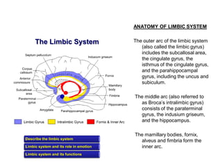 Uncus Brain Function Neuroanatomy | PDF