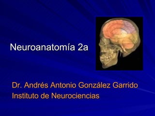 Neuroanatomía 2a Dr. Andrés Antonio González Garrido Instituto de Neurociencias 