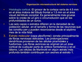 Organización microestructural del sistema nervioso <ul><li>Histología cortical . El grosor de la corteza varía de 4.5 mm e...