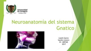 Neuroanatomía del sistema
Gnatico
Lizeth Galviz
Sandro romero
R1 –ORTHO
2017
 