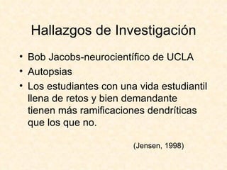 Hallazgos de Investigación Bob Jacobs-neurocientífico de UCLA Autopsias Los estudiantes con una vida estudiantil llena de retos y bien demandante tienen más ramificaciones dendríticas que los que no.    (Jensen, 1998) 