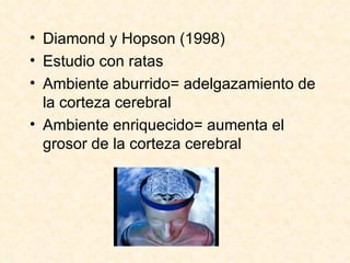 Diamond y Hopson (1998) Estudio con ratas Ambiente aburrido= adelgazamiento de la corteza cerebral Ambiente enriquecido= aumenta el grosor de la corteza cerebral 