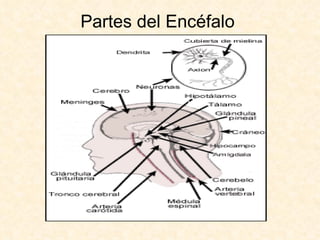 Partes del Encéfalo 