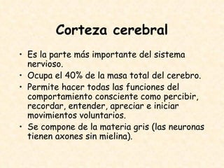 Corteza cerebral Es la parte más importante del sistema nervioso. Ocupa el 40% de la masa total del cerebro. Permite hacer todas las funciones del comportamiento consciente como percibir, recordar, entender, apreciar e iniciar movimientos voluntarios. Se compone de la materia gris (las neuronas tienen axones sin mielina).  