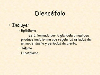 Diencéfalo Incluye: Epitálamo Está formado por la glándula pineal que produce melatonina que regula los estados de ánimo, el sueño y períodos de alerta. Tálamo Hipotálamo 