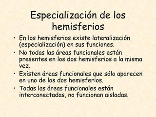 Especialización de los hemisferios En los hemisferios existe lateralización (especialización) en sus funciones. No todas las áreas funcionales están presentes en los dos hemisferios a la misma vez. Existen áreas funcionales que sólo aparecen en uno de los dos hemisferios. Todas las áreas funcionales están interconectadas, no funcionan aisladas. 