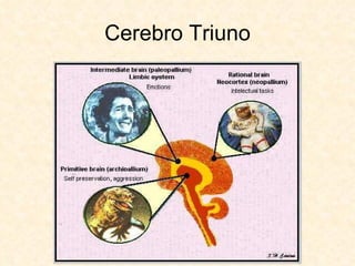 Cerebro Triuno 