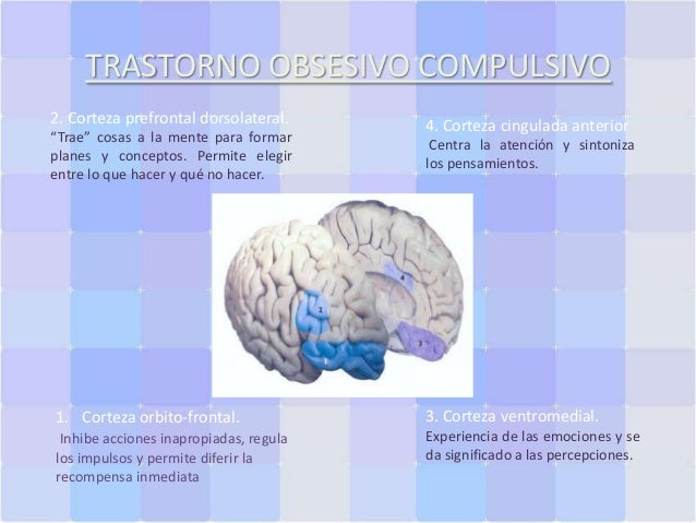 TRASTORNO OBSESIVO COMPULSIVO
2. Corteza prefrontal dorsolateral.
“Trae” cosas a la mente para formar
planes y conceptos. ...