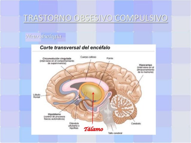 Neurobiología del trastorno obsesivo compulsivo
