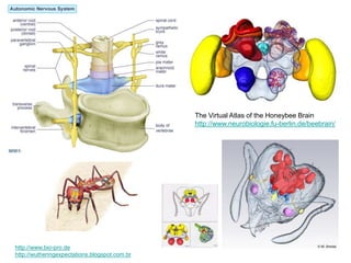 The Virtual Atlas of the Honeybee Brain 
http://www.neurobiologie.fu-berlin.de/beebrain/ 
http://www.bio-pro.de 
http://wutheringexpectations.blogspot.com.br 
 