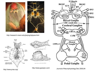 Journal of Neurophysiology Dec 2000,84 
http://research.mssm.edu/jianjing/Aplysia.html 
http://www.pnas.org/ 
http://www.gopixpic.com/ 
 
