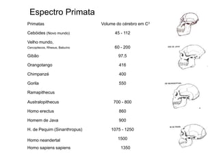 Espectro Primata 
Primatas Volume do cérebro em C3 
Cebóides (Novo mundo) 45 - 112 
Velho mundo, 
Cercopitecos, Rhesus, Babuíno 60 - 200 
Gibão 97.5 
Orangotango 416 
Chimpanzé 400 
Gorila 550 
Ramapithecus 
Australopithecus 700 - 800 
Homo erectus 860 
Homem de Java 900 
H. de Pequim (Sinanthropus) 1075 - 1250 
Homo neandertal 1500 
Homo sapiens sapiens 1350 
 