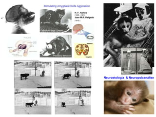 H. F. Harlow 
(1905 –1981) 
Jose M.R. Delgado 
(1915-) 
Neuroetologia & Neuropsicanálise 
 