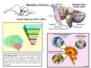 Modelo triúnico 
Paul D. MacLean (1913 –2007) 
 