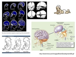 http://www.humansfuture.org/genetic_engineering_human_brain.php.htm 
http://brainmind.com/images/BrainDevelopment56.gif 
 
