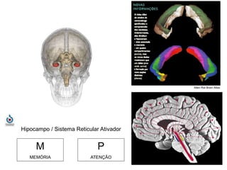 Hipocampo / Sistema Reticular Ativador 
M 
MEMÓRIA 
P 
ATENÇÃO 
Allen Rat Brain Atlas 
 