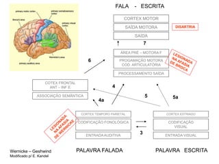 Wernicke – Geshwind 
Modificado p/ E. Kandel 
FALA - ESCRITA 
CORTEX MOTOR 
SAÍDA MOTORA 
SAÍDA 
7 
ÁREA PRÉ – MOTORA F 
PROGAMAÇÃO MOTORA 
COD. ARTICULATÓRIA 
PROCESSAMENTO SAÍDA 
4 
4a 
6 
CORTEX TEMPORO PARIETAL 
CODIFICAÇÃO FONOLÓGICA 
ENTRADA AUDITIVA 
DISARTRIA 
5 5a 
CORTEX ESTRIADO 
CODIFICAÇÃO 
VISUAL 
ENTRADA VISUAL 
COTEX FRONTAL 
ANT – INF E 
ASSOCIAÇÃO SEMÂNTICA 
3 
PALAVRA FALADA PALAVRA ESCRITA 
 