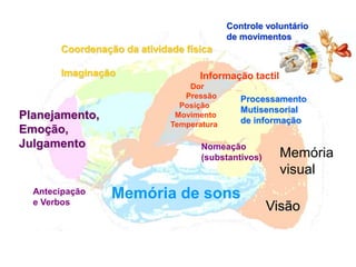 Coordenação da atividade física 
Imaginação 
Planejamento, 
Emoção, 
Julgamento 
Antecipação 
e Verbos 
Controle voluntário 
de movimentos 
Informação tactil 
Processamento 
Mutisensorial 
de informação 
Memória de sons 
Memória 
visual 
Visão 
Dor 
Pressão 
Posição 
Movimento 
Temperatura 
Nomeação 
(substantivos) 
 