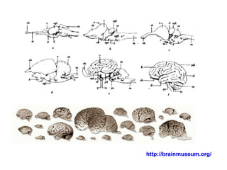 http://brainmuseum.org/ 
 