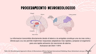 La informacion transmitida directamente desde el talamo a la amigdala constituye una via mas corta y
directa que a su vez permite implemntar respuestas adaptativas mas rapidas y preparar al organismo
para una rapida activacion de reacciones de alarma.
Activacion del SNA Y HPA
PROCESAMIENTO NEUROBIOLOGICO
PROCESAMIENTO NEUROBIOLOGICO
Tafet, G.E. Neurobiological Approach to Stress. In Neuroscience of Stress; Springer International Publishing: Cham, Switzerland, 2022; pp. 19–84. ISBN
9783031008634.
 