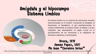 El sistema límbico es un conjunto de estructuras neurales
interconectadas en el cerebro, incluyendo la amígdala, el
hipocampo, el hipotálamo, el giro parahipocampal, la
corteza orbitofrontal, la corteza insular, el tabique y el giro
cingulado, que desempeñan un papel crucial en el
procesamiento de las emociones y la regulación de
funciones cognitivas y conductuales.
Amígdala y el hipocampo
Sistema Limbico
Amígdala y el hipocampo
Sistema Limbico
Broca, 1878
James Papez, 1937
Mc lean “Cerebro trino”
Broca, 1878
James Papez, 1937
Mc lean “Cerebro trino”
Tafet, G.E. Neurobiological Approach to Stress. In Neuroscience of Stress; Springer International Publishing: Cham, Switzerland, 2022; pp. 19–84. ISBN
9783031008634.
 