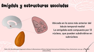 Amígdala y estructuras asociadas
Amígdala y estructuras asociadas
Ubicada en la zona más anterior del
lobulo temporal medial
La amígdala está compuesta por 13
núcleos, que pueden subdividirse en
subnúcleos
Tafet, G.E. Neurobiological Approach to Stress. In Neuroscience of Stress; Springer International Publishing: Cham, Switzerland, 2022; pp. 19–84. ISBN
9783031008634.
 