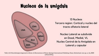 Nucleos de la amigdala
Nucleos de la amigdala
13 Nucleos
Tercera region: Cortical y nucleo del
tracto olfatorio lateral
Nucleo Lateral se subdivide
en Dosal, Medial, VL
Nucleo Central de la Amigdala en
Lateral y capsular
Tafet, G.E. Neurobiological Approach to Stress. In Neuroscience of Stress; Springer International Publishing: Cham, Switzerland, 2022; pp. 19–84. ISBN
9783031008634.
 
