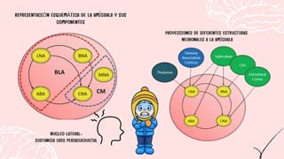 REPRESENTACIÓN ESQUEMÁTICA DE LA AMÍGDALA Y SUS
COMPONENTES
PROYECCIONES DE DIFERENTES ESTRUCTURAS
NEURONALES A LA AMÍGDALA
NUCLEO LATERAL-
SUSTANCIA GRIS PERIACUEDUCTAL
 