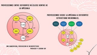 PROYECCIONES ENTRE DIFERENTES NÚCLEOS DENTRO DE
LA AMÍGDALA
PROYECCIONES DESDE LA AMÍGDALA A DIFERENTES
ESTRUCTURAS NEURONALES.
CNA GABAERGICAS, PROCUCCION DE NEUROPEPTIDOS
PRODUCIR Y LIBERAR CRF
 