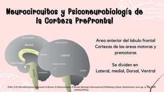Neurocircuitos y Psiconeurobiología de
la Corteza Prefrontal
Neurocircuitos y Psiconeurobiología de
la Corteza Prefrontal
Area anterior del lobulo frontal
Cortezas de las areas motoras y
premotoras
Se dividen en
Lateral, medial, Dorsal, Ventral
Tafet, G.E. Neurobiological Approach to Stress. In Neuroscience of Stress; Springer International Publishing: Cham, Switzerland, 2022; pp. 19–84. ISBN
9783031008634.
 