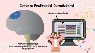 Corteza Prefrontal Dorsolateral
Corteza Prefrontal Dorsolateral
Memoria de trabajo
informacion actual con informacion a
largo plazo
Memoria de trabajo
informacion actual con informacion a
largo plazo
Memoria de trabajo
Memoria de trabajo
 