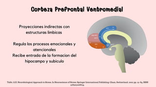 Corteza Prefrontal Ventromedial
Corteza Prefrontal Ventromedial
Proyecciones indirectas con
estructuras limbicas
Regula los procesos emocionales y
atencionales
Recibe entrada de la formacion del
hipocampo y subiculo
Tafet, G.E. Neurobiological Approach to Stress. In Neuroscience of Stress; Springer International Publishing: Cham, Switzerland, 2022; pp. 19–84. ISBN
9783031008634.
 