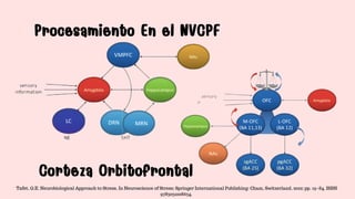 Corteza Orbitofrontal
Corteza Orbitofrontal
Procesamiento En el NVCPF
Procesamiento En el NVCPF
Tafet, G.E. Neurobiological Approach to Stress. In Neuroscience of Stress; Springer International Publishing: Cham, Switzerland, 2022; pp. 19–84. ISBN
9783031008634.
 