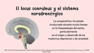 El locus coeruleus y el sistema
noradrenérgico
La norepinefrina ha estado
involucrada durante mucho tiempo
en la fisiopatología del estrés,
particularmente
en el origen y desarrollo de los
trastornos depresivos y de ansiedad.
Tafet, G.E. Neurobiological Approach to Stress. In Neuroscience of Stress; Springer International Publishing: Cham, Switzerland, 2022; pp. 19–84. ISBN
9783031008634.
 