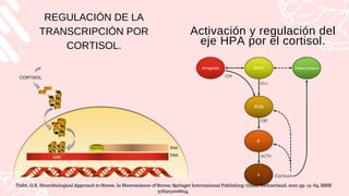 Activación y regulación del
eje HPA por el cortisol.
REGULACIÓN DE LA
TRANSCRIPCIÓN POR
CORTISOL.
CORTISOL
Tafet, G.E. Neurobiological Approach to Stress. In Neuroscience of Stress; Springer International Publishing: Cham, Switzerland, 2022; pp. 19–84. ISBN
9783031008634.
 