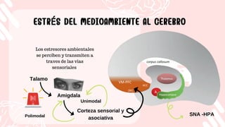 Corteza sensorial y
asociativa
Los estresores ambientales
se perciben y transmiten a
traves de las vias
sensoriales
ESTRÉS DEL MEDIOAMBIENTE AL CEREBRO
ESTRÉS DEL MEDIOAMBIENTE AL CEREBRO
Talamo
Amigdala
SNA -HPA
Polimodal
Unimodal
 