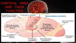 CORTICAL AREA
AND THEIR
FUNCTION
 