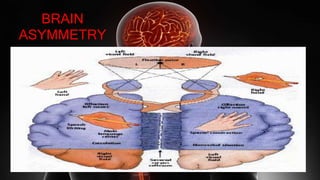 BRAIN
ASYMMETRY
 