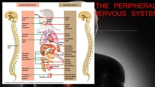 THE PERIPHERAL
NERVOUS SYSTEM
 