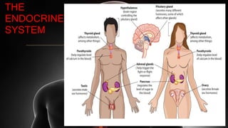 THE
ENDOCRINE
SYSTEM
 