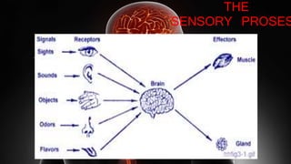 THE
SENSORY PROSES
 