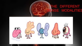 THE DIFFERENT
SENSE MODALITIES
 
