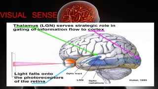 VISUAL SENSE
 