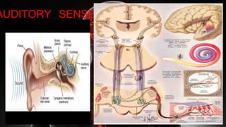AUDITORY SENSEAUDITORY SENSE
 