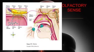OLFACTORY
SENSE
 