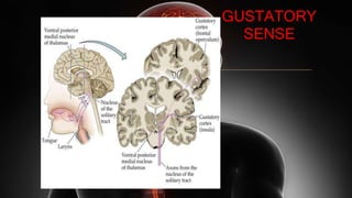 GUSTATORY
SENSE
 