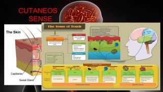 CUTANEOS
SENSE
 