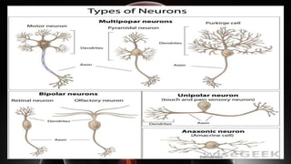 Neurobiological basis of psychology